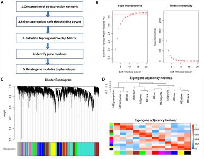 Identification of Candidate Biomarkers for Salt Sensitivity of Blood Pressure by Integrated Bioinformatics Analysis